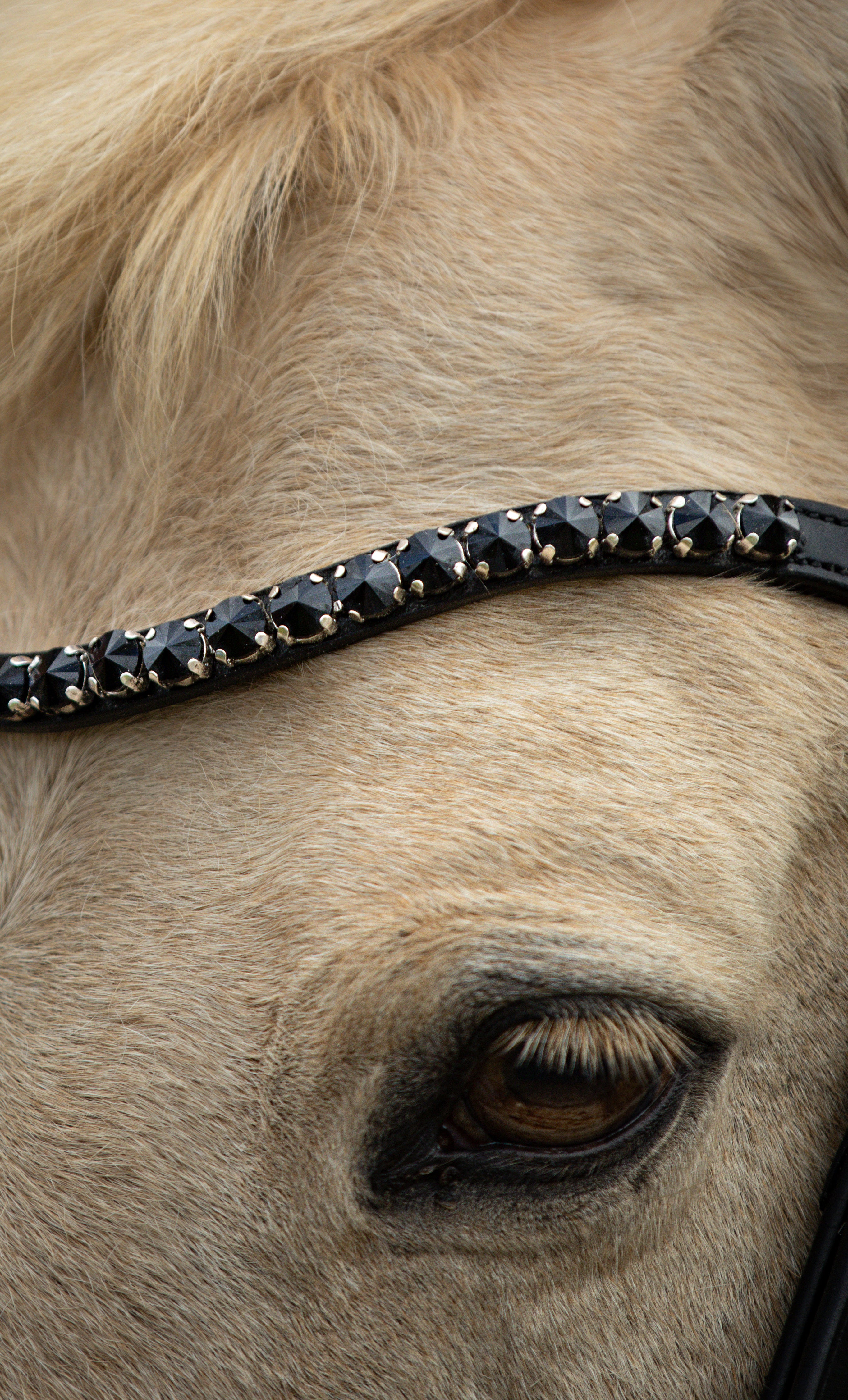 Trense "Midnight Glam"